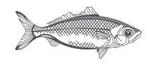 grey fish illustration