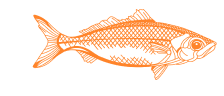 orange fish illustration